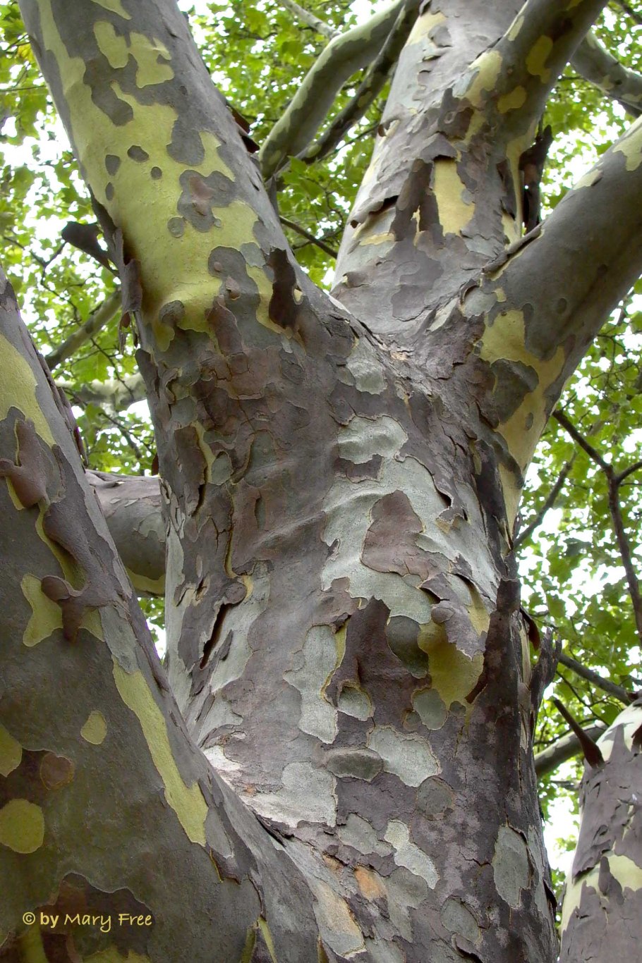 Платан Восточный (Чинар)