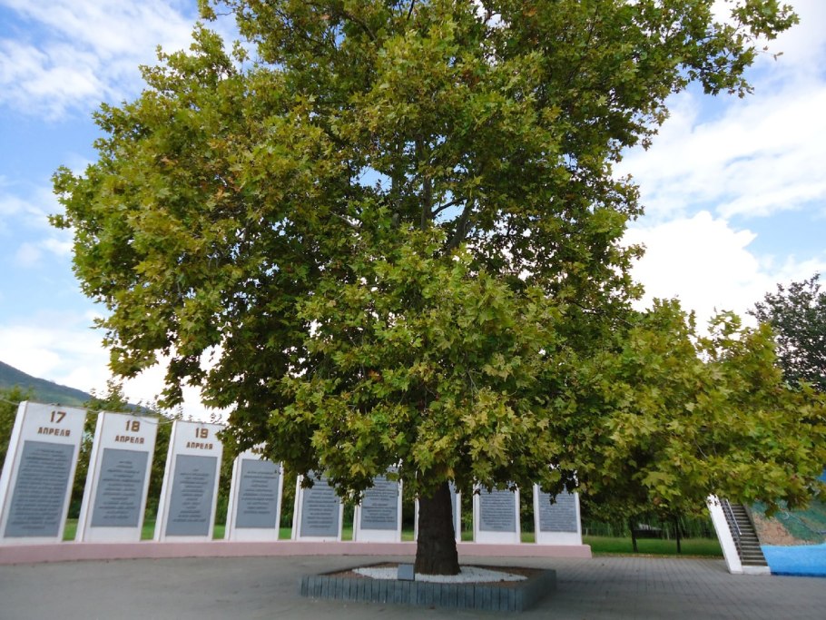 Platanus acerifolia