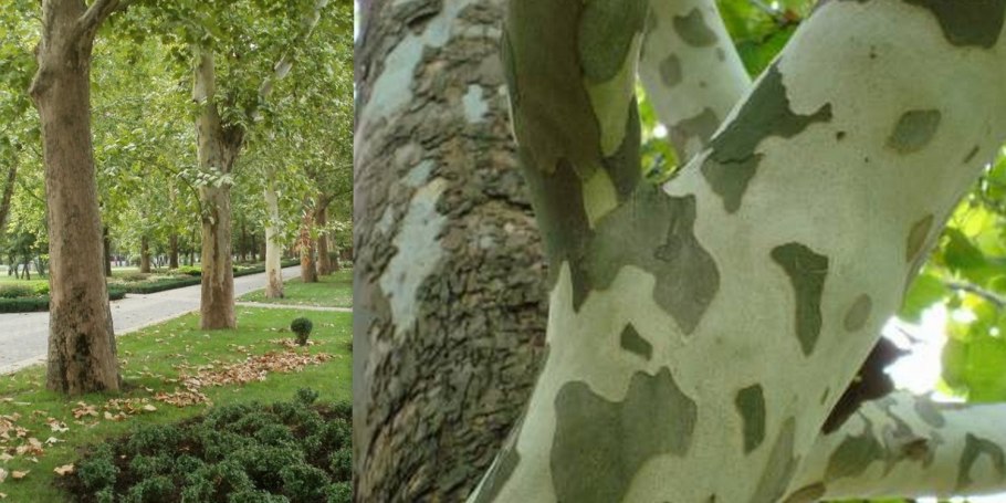 Платан кленолистный ствол