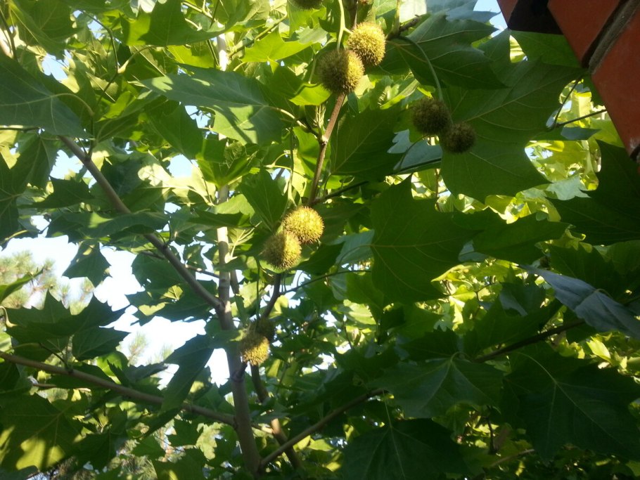 Платан кленолистный семена