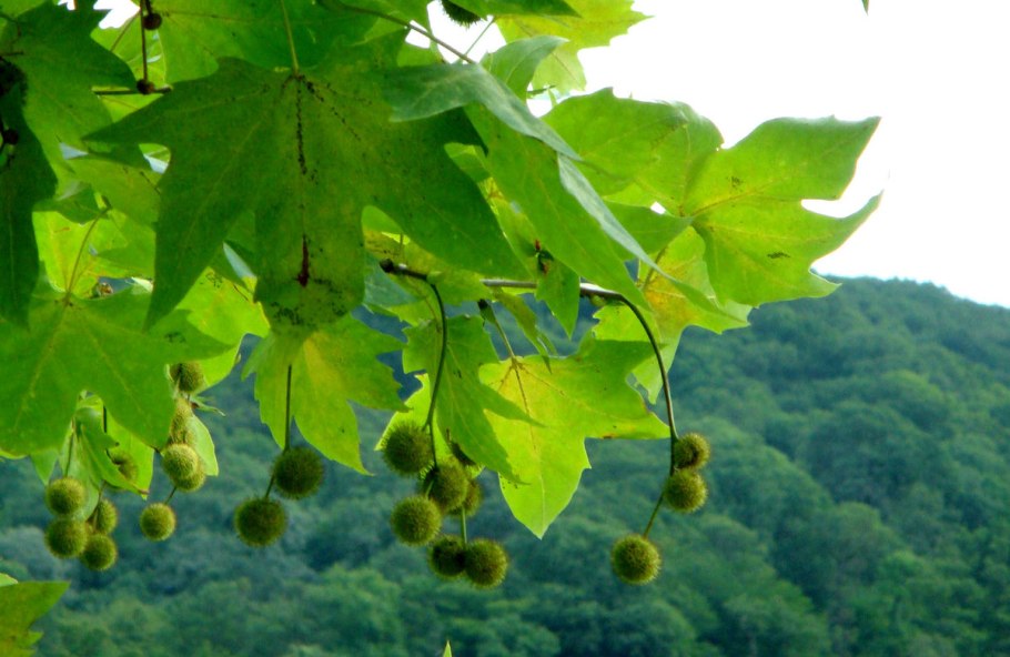 Platanus orientalis