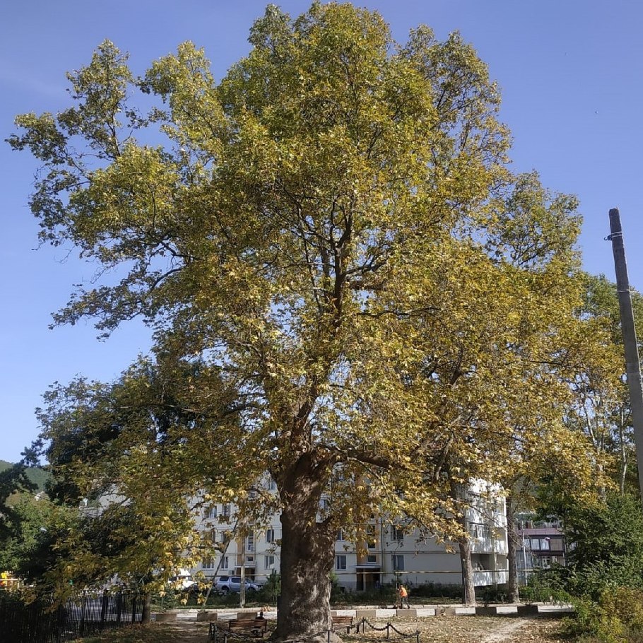 Платан в Монсо