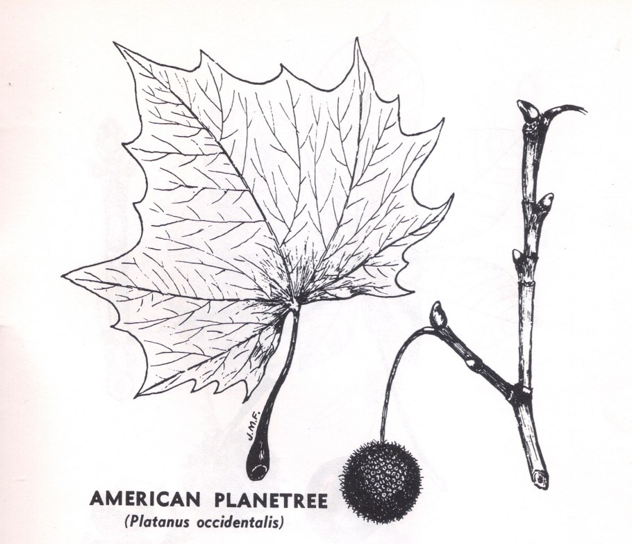 Платан из средней Азии 6 букв