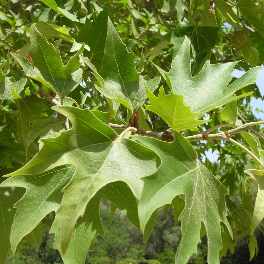 Платан кленолистный семена