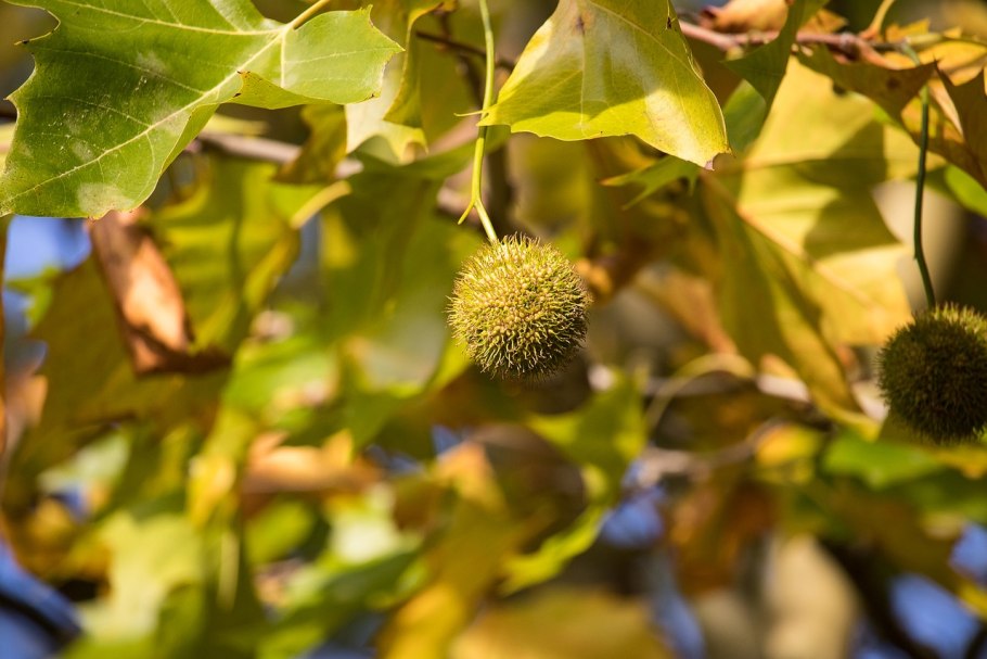 Платан Восточный (Чинар)