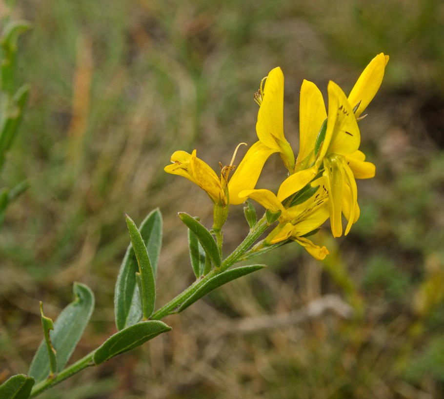 Дрок красильный (Genista tinctoria)