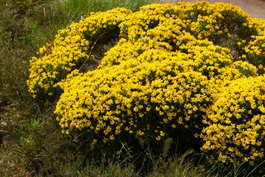 Дрок лидийский