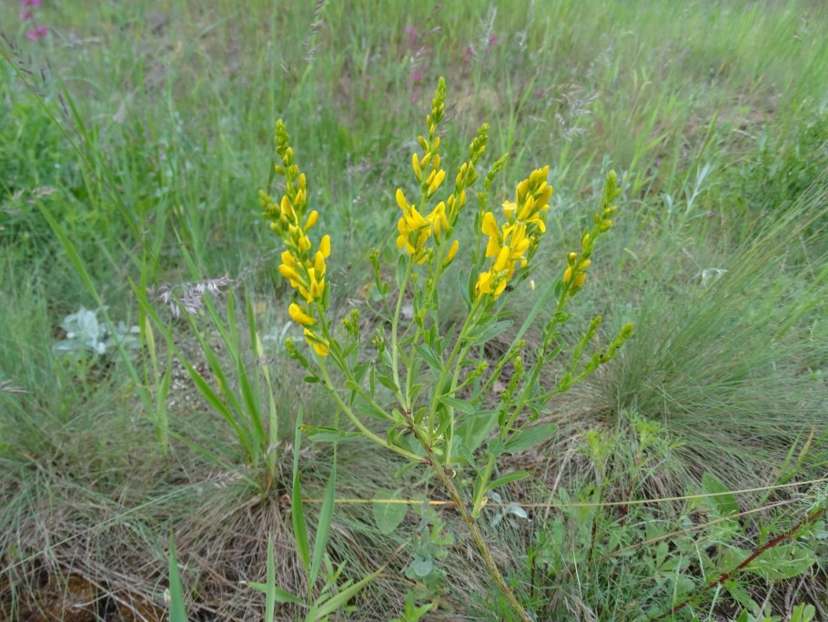 Дрок красильный ботаника