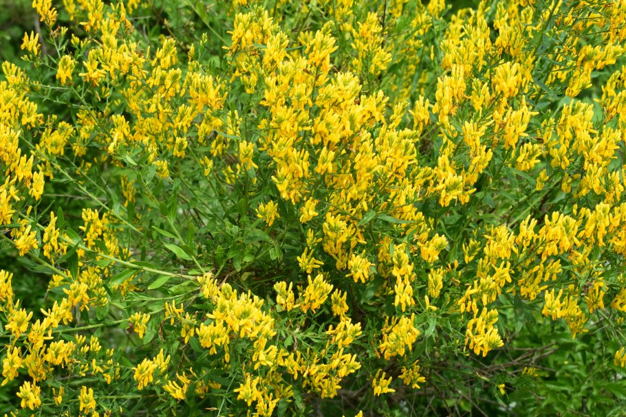 Дрок лидийский