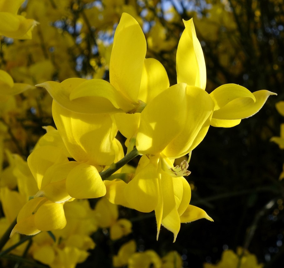 Дрок метельник