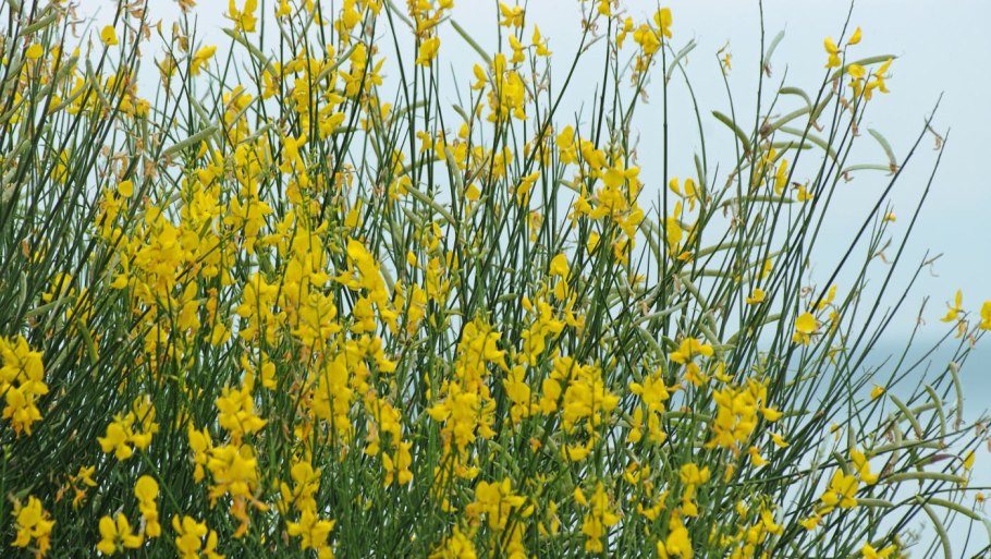 Дрок Лучистый