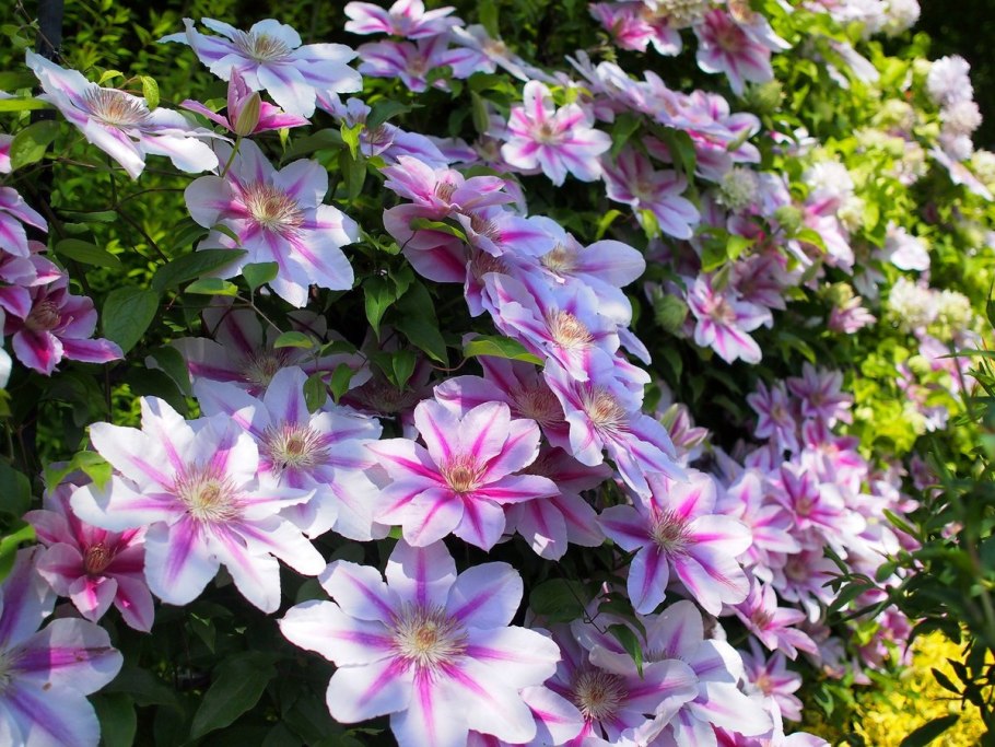 Остеоспермум Акила Парпл