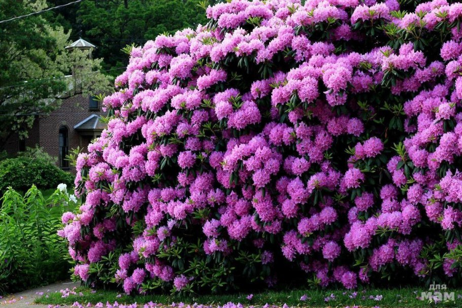 Очиток Видный (Sedum spectabile &#96;Brilliant&#96;)