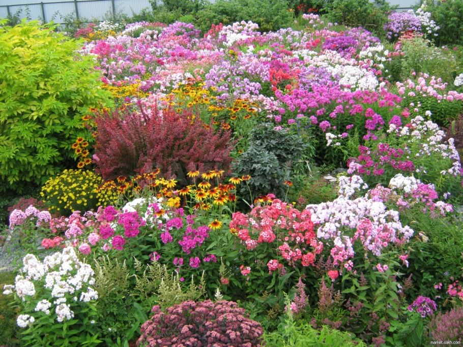 Обриетта гибридная Виолет