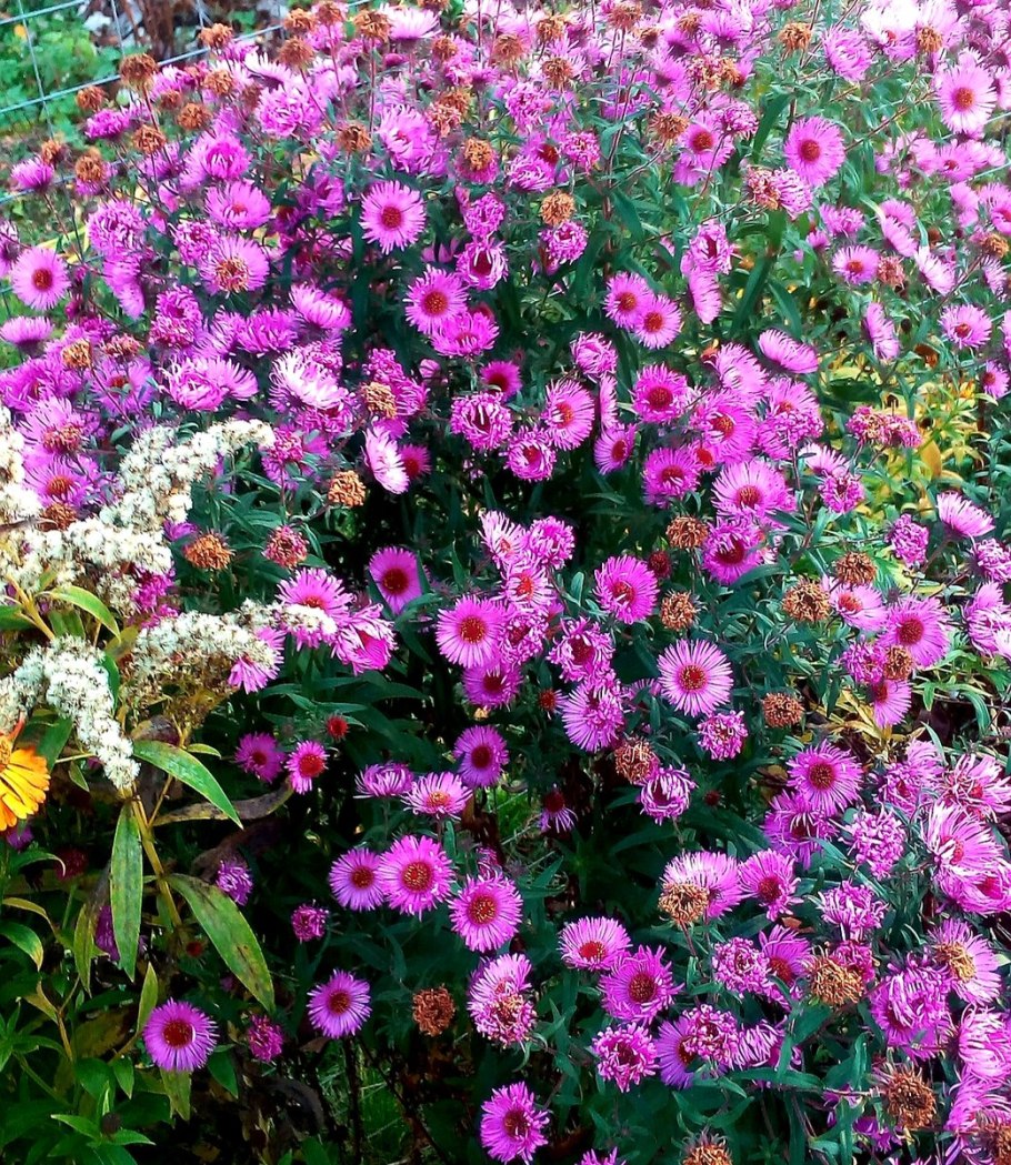 Астра низкорослая бордюрная