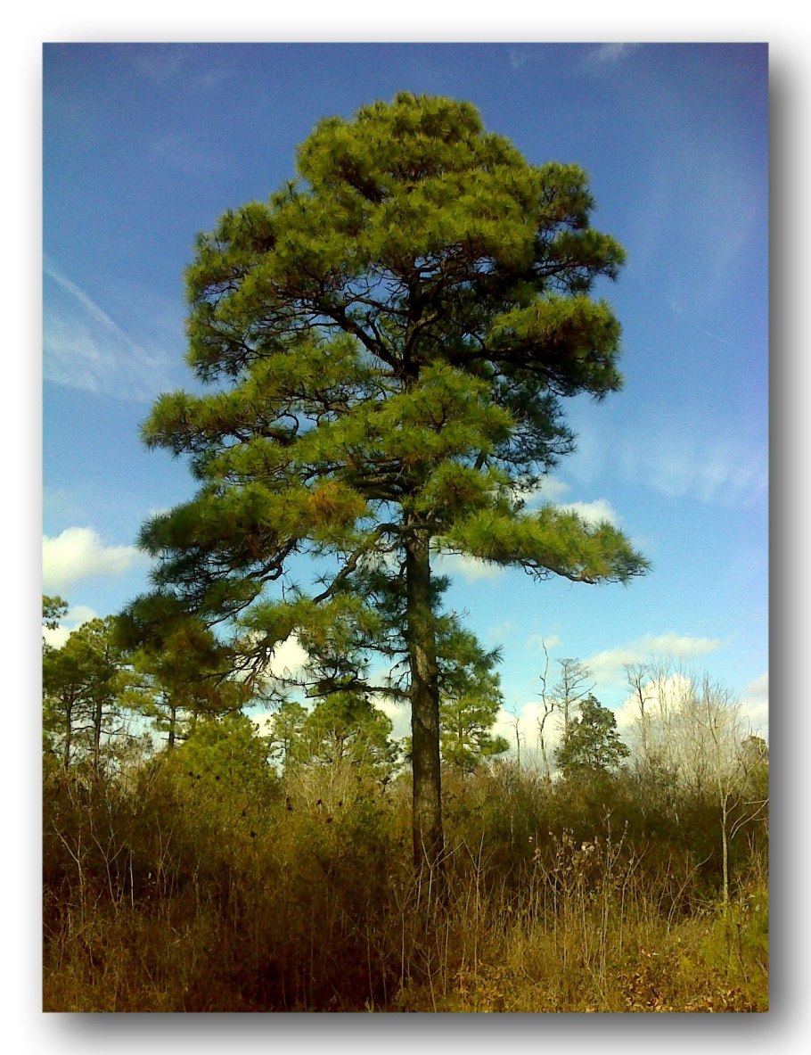Сосна обыкновенная сосна Лесная