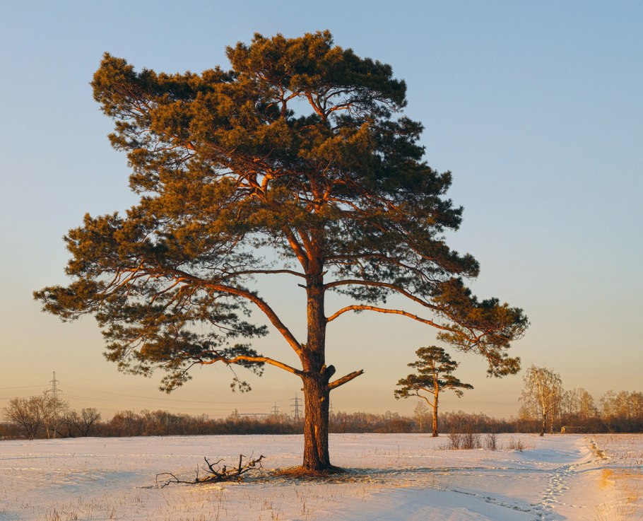 Сосна обыкновенная Карелия