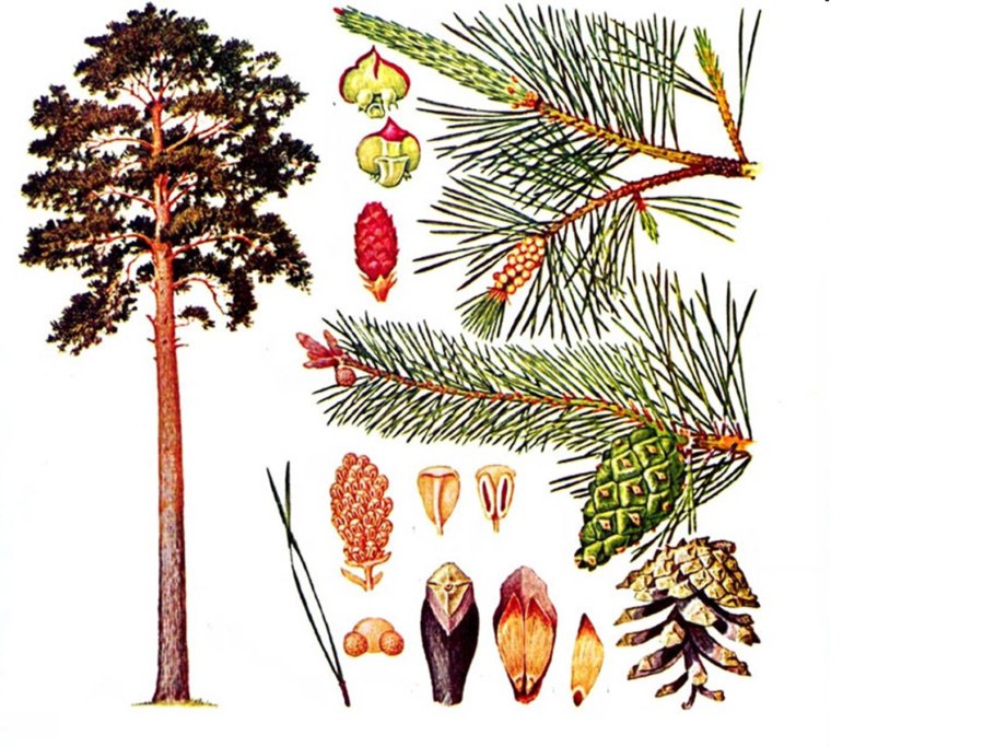 Сосна обыкновенная шишки и хвоинки