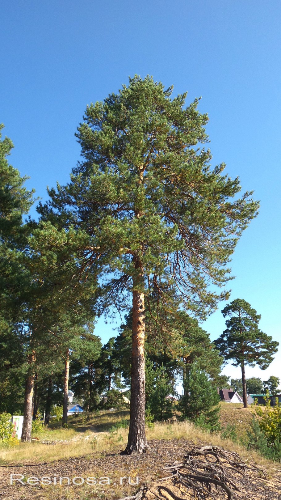 Сосна ладанная