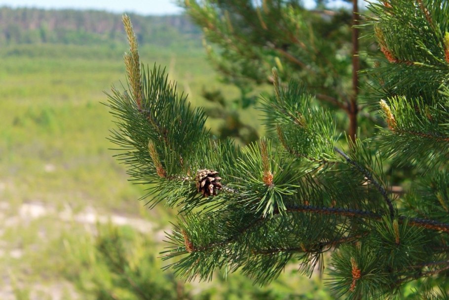 Сосна обыкновенная Pinus Sylvestris l