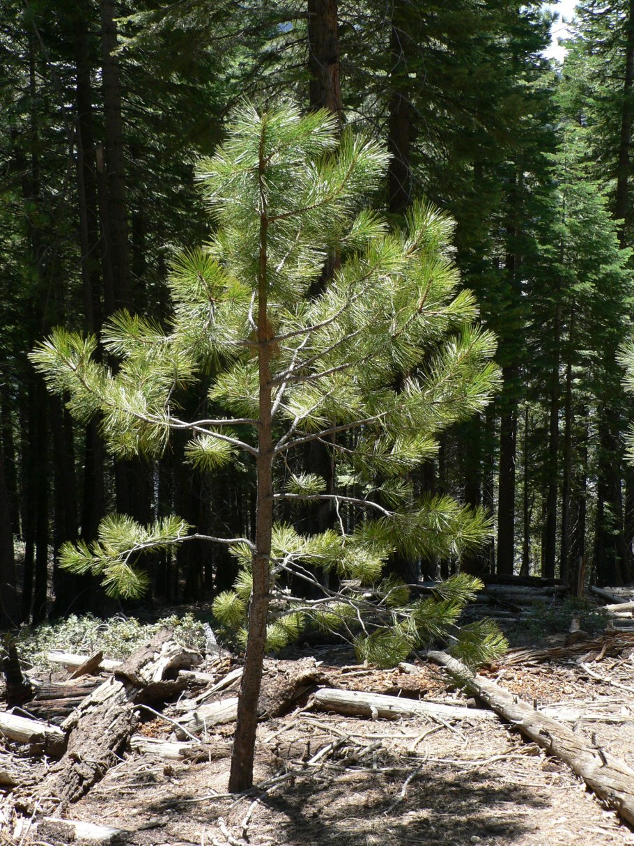 Сосна обыкновенная ХМАО Югра