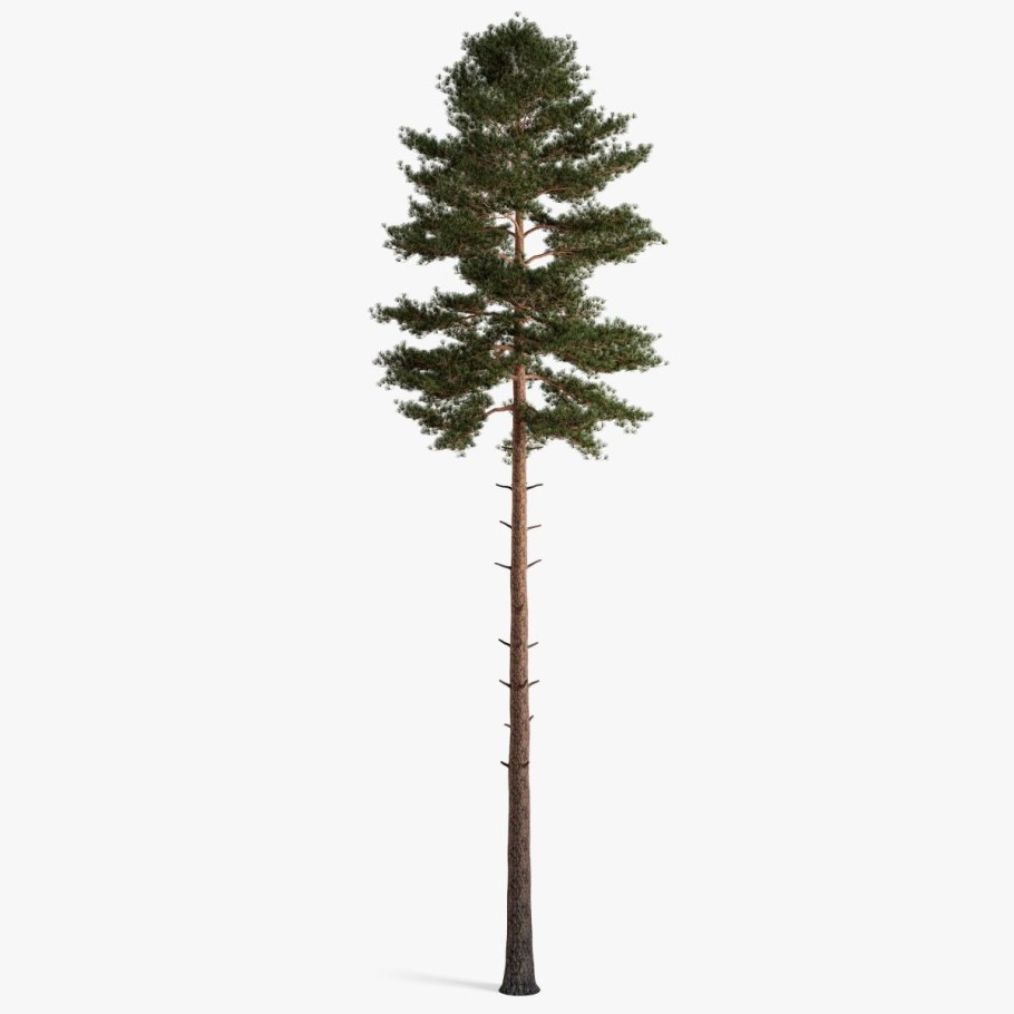 Сосна Шотландская "Scots Pine"