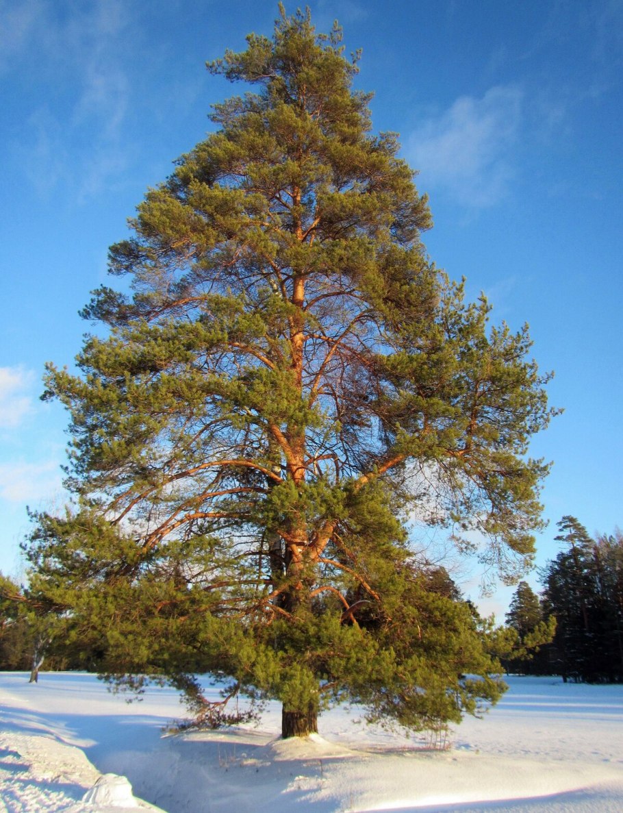 Сосна обыкновенная Pinus