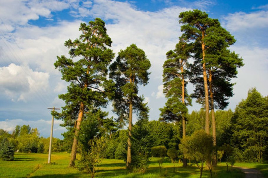 Хвоинки сосны обыкновенной