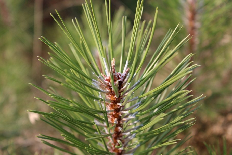 Сосна Горная Мугус ниваки