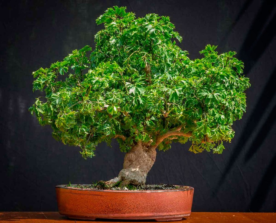 Полисциас фрутикоза