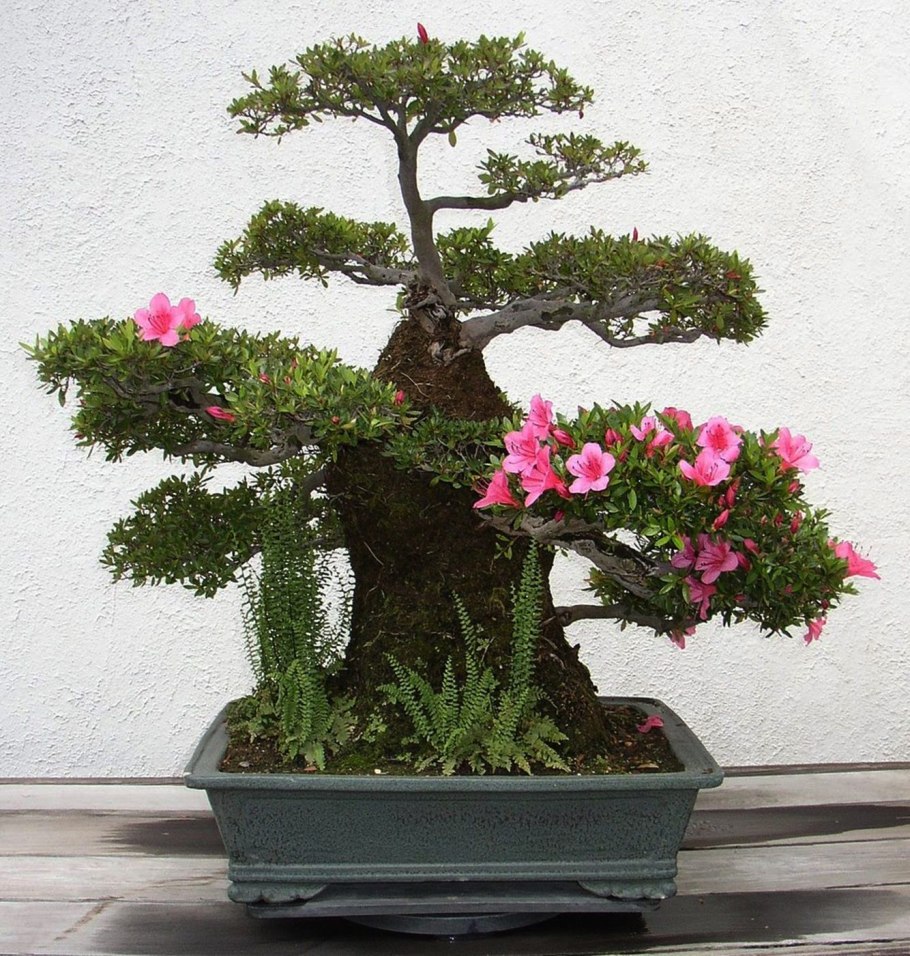 Фикус бонсай