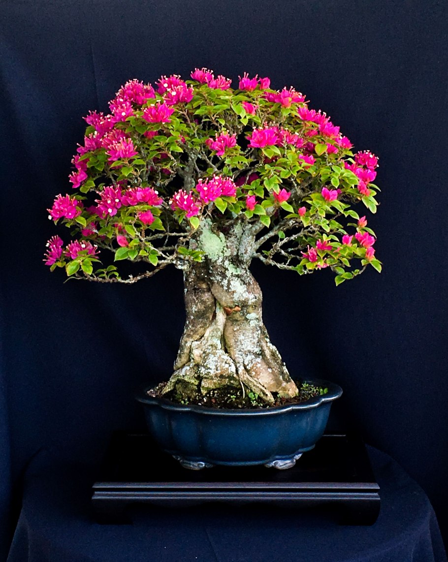 Растение бонсай микс