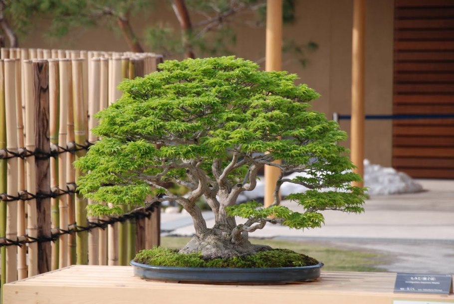 Pine Bonsai растение