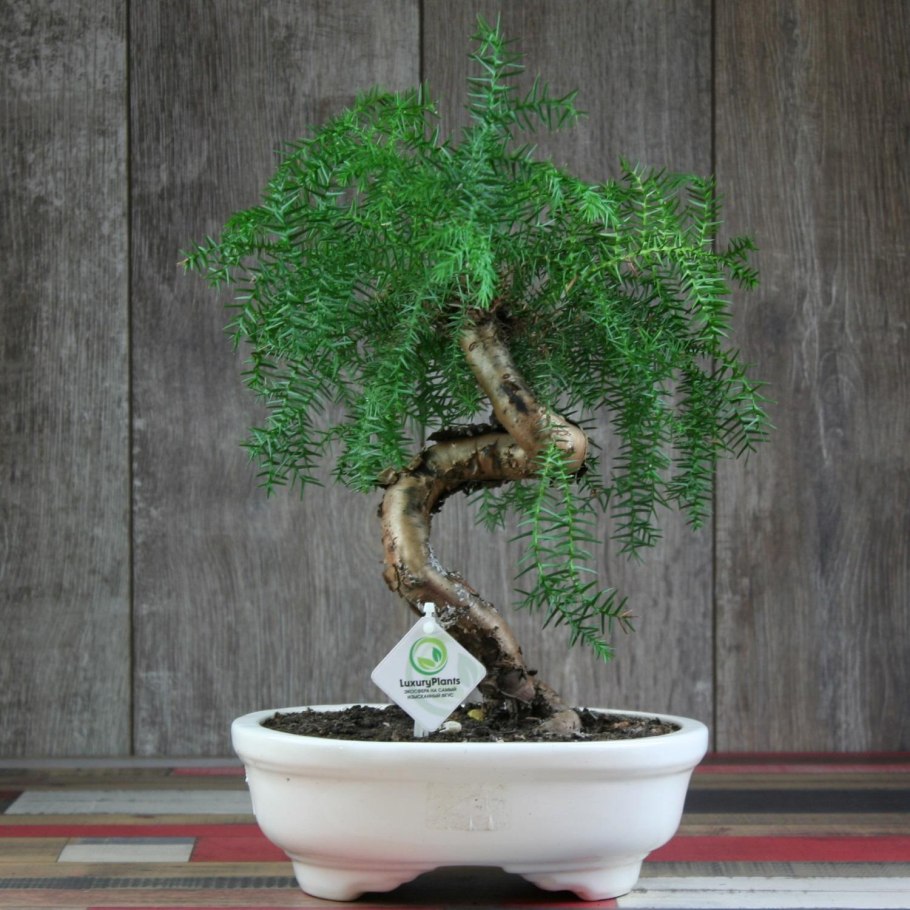 Гранат комнатный Punica granatum