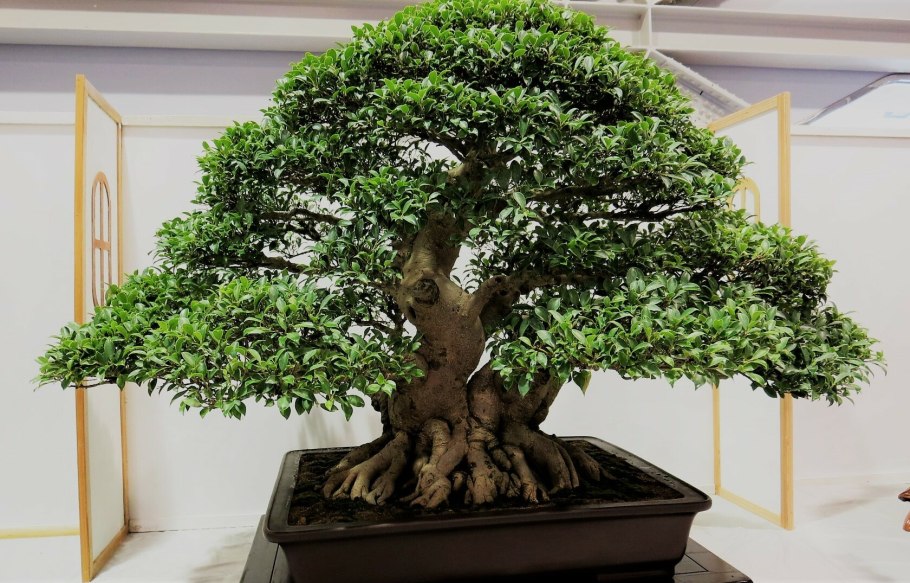 Банзай дерево