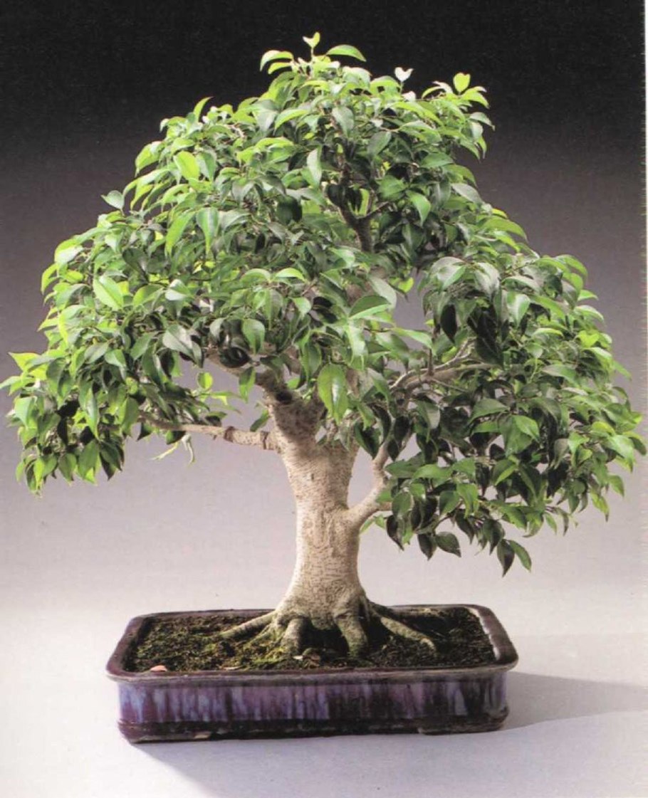 Банзай цветок бугенвиллия