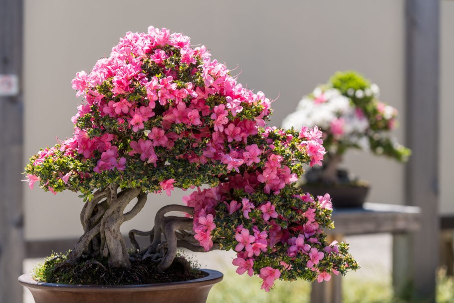 Азалия Индика бонсай