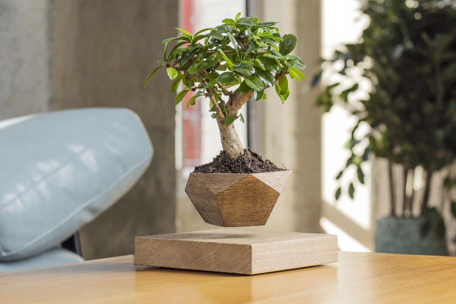 Левитирующий бонсай