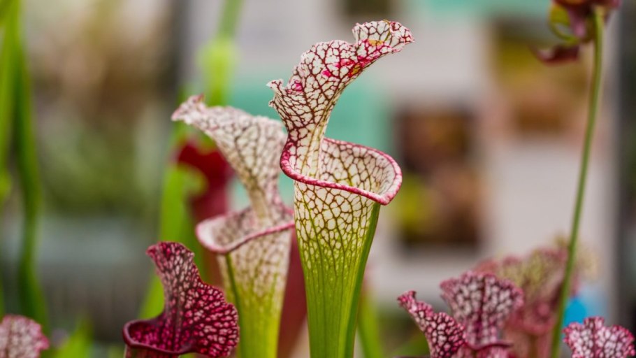 Саррацения (Sarracenia)