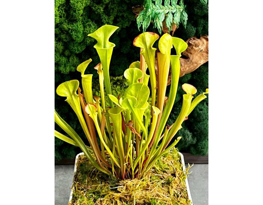 Sarracenia Flava саррацения Флава