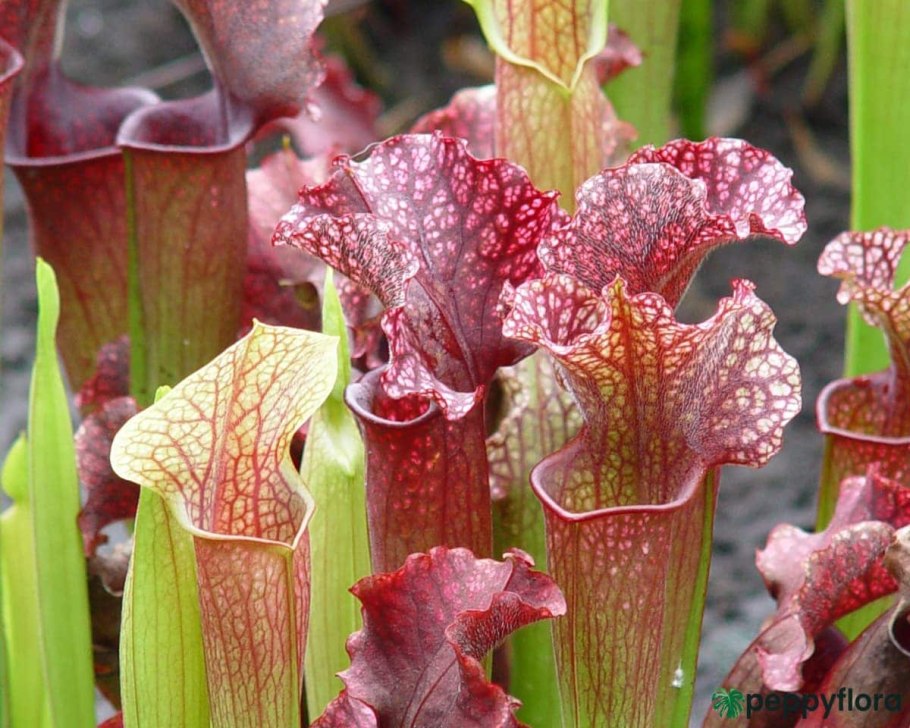 Саррацения (Sarracenia)