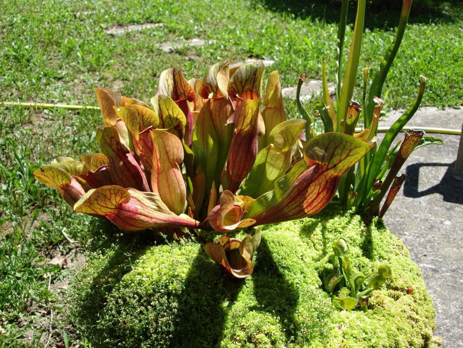 Саррацения (Sarracenia)