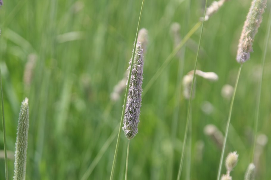 Тимофеевка (Phleum)