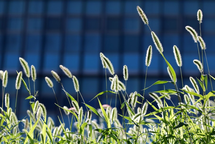 Тимофеевки/Timothy grass (Phleum pratense)