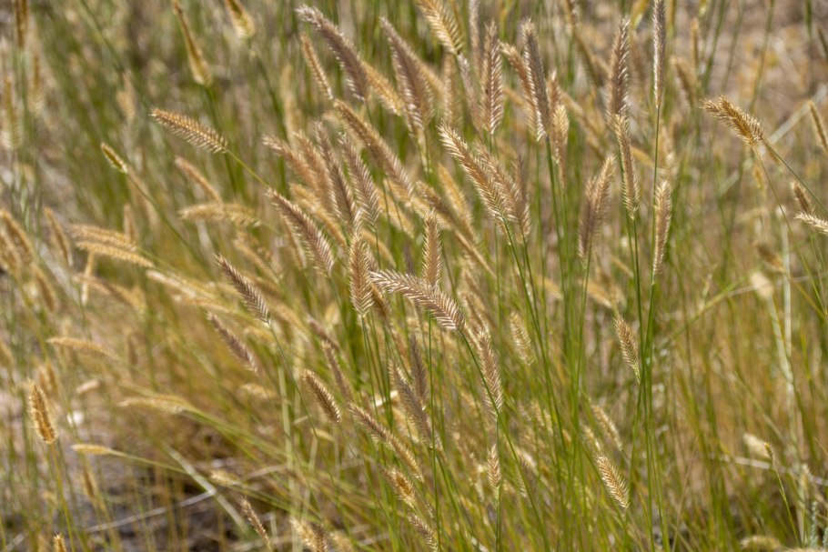 Тимофеевка малая, Phleum bertolonii