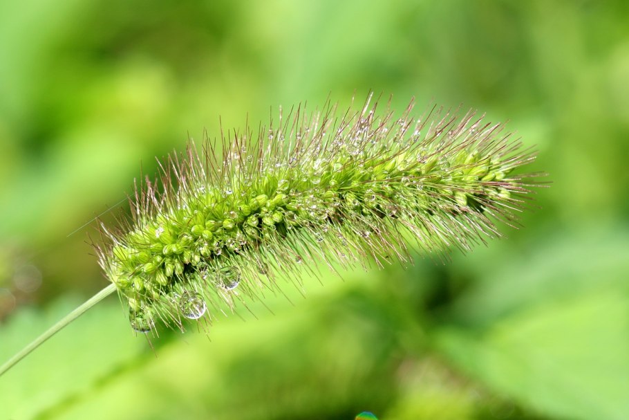 Тимофеевка Степная (Phleum phleoides)