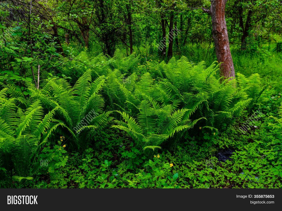Папоротник Fern