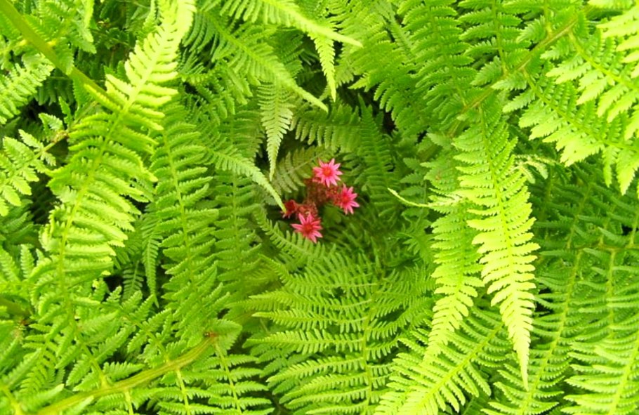 Папоротник Форест древовидный