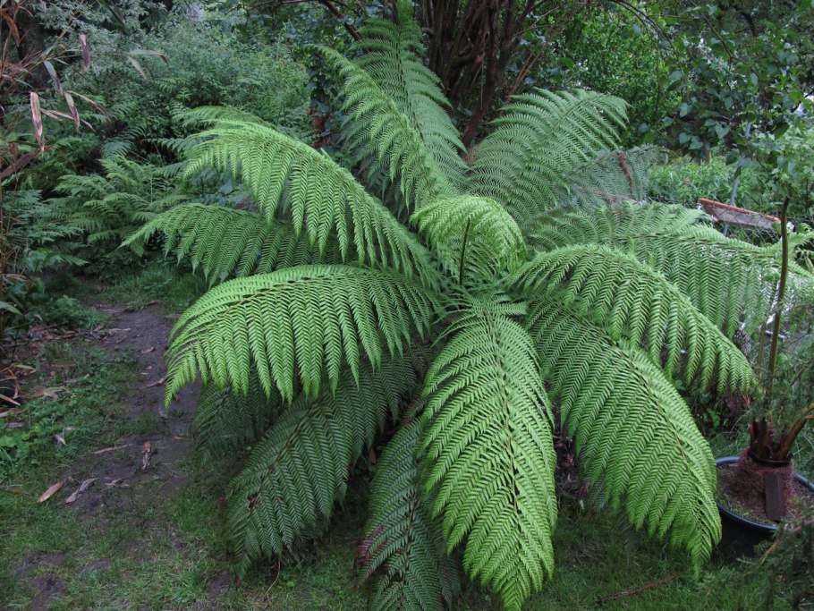 Щитовник Лесной