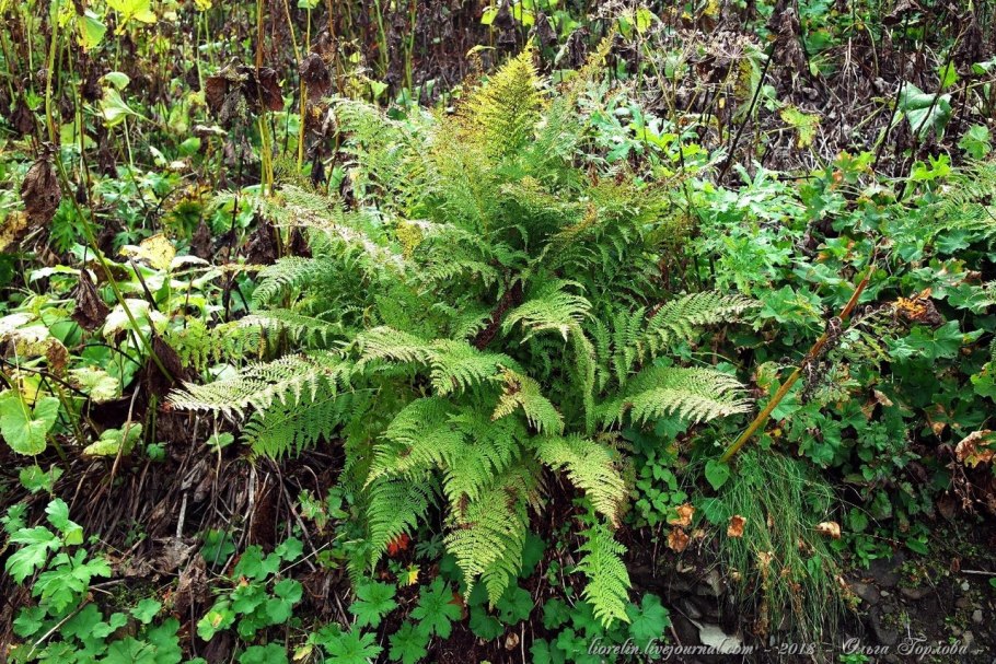 Папоротник Виктория